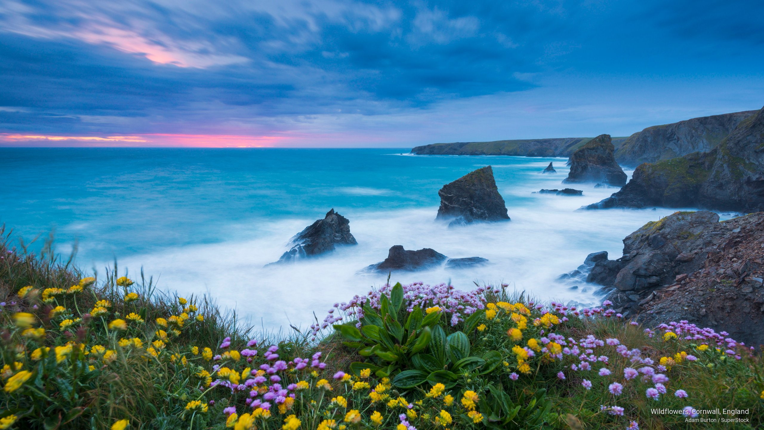 The Cornish coast at dusk — wildflowers above the sea